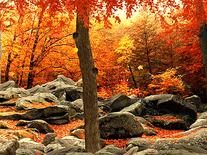 Screenshot of 3D Autumn Woods