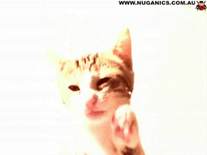 Small screenshot 3 of Cat Licking Screen