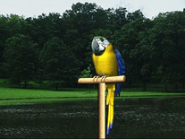 Small screenshot 1 of Digital Talking Parrot
