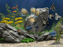 Dream Aquarium Screensaver for Windows & Mac - Screensavers Planet