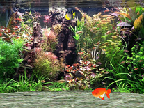 free live fish aquarium screensaver