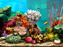 Living Marine Aquarium 2 Screensaver For Windows Screensavers Planet
