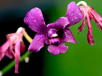 Screenshot of Orchids