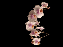 Small screenshot 2 of Orchids