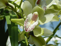 Small screenshot 2 of Orchids in the Park