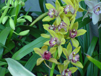 Small screenshot 3 of Orchids in the Park