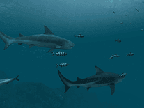 sharks 3d view