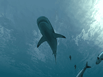 sharks 3d view
