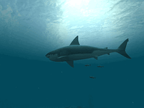 Small screenshot 1 of Sharks: Great White 3D