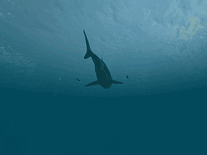 Small screenshot 2 of Sharks: Great White 3D
