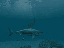 Small screenshot 3 of Sharks: Great White 3D