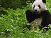 Screenshot of Sweet Panda Bear