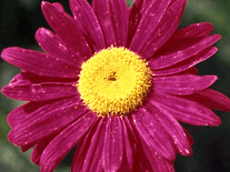Small screenshot 3 of Virtual Bouquet