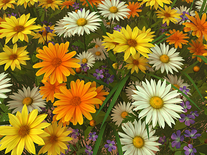 Small screenshot 2 of Wildflowers 3D