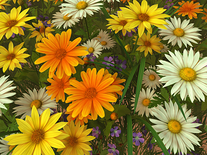 Small screenshot 3 of Wildflowers 3D